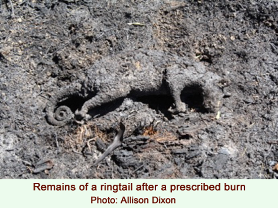 burned ringtail